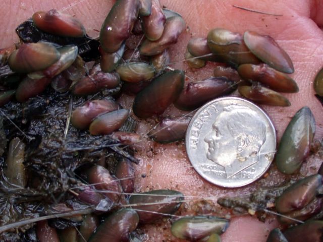 WOE249 Black Sandshell Mussels Picture