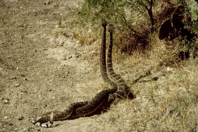Rattlesnake Picture
