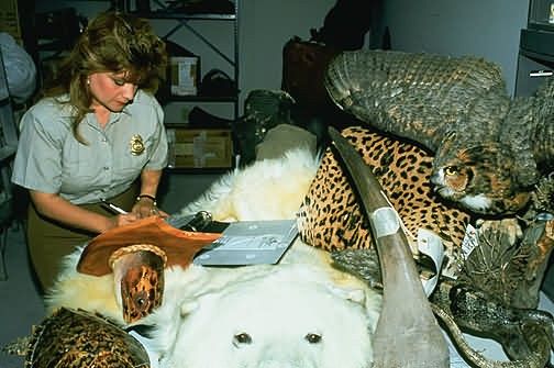 Seized Illegal Wildlife Trade Products Picture
