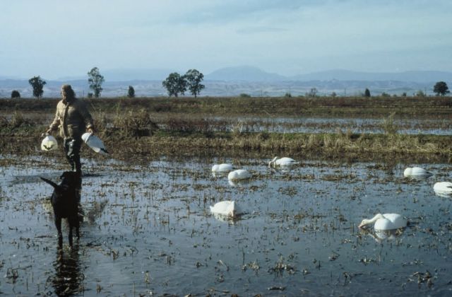 Waterfowl Hunt - Placing Decoys Picture