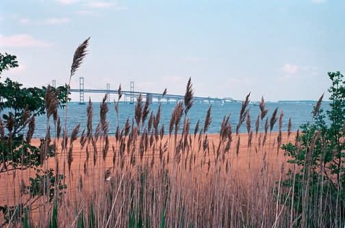 WO4233 Wetlands, Chesapeake Bay Picture