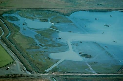 WO4305 Conserving Ricefields, Sacramento NWR Picture
