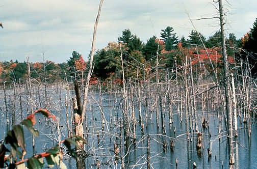 WO4273 Wetlands , Northeast Picture