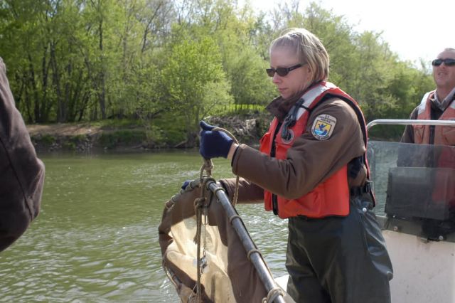 WOE110 FWS employee prepare net to capture atlantic sturgeon fry and/or eggs Picture