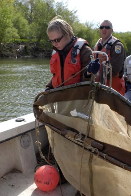 WOE109 FWS employees prepare net to capture atlantic sturgeon fry and/or eggs Picture