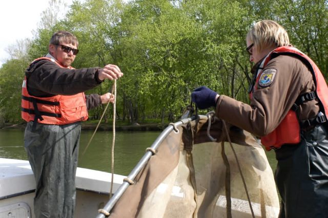 WOE107 FWS employees prepare net to capture atlantic sturgeon fry and/or eggs Picture