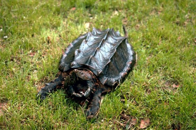 Alligator Snapping Turtle Picture