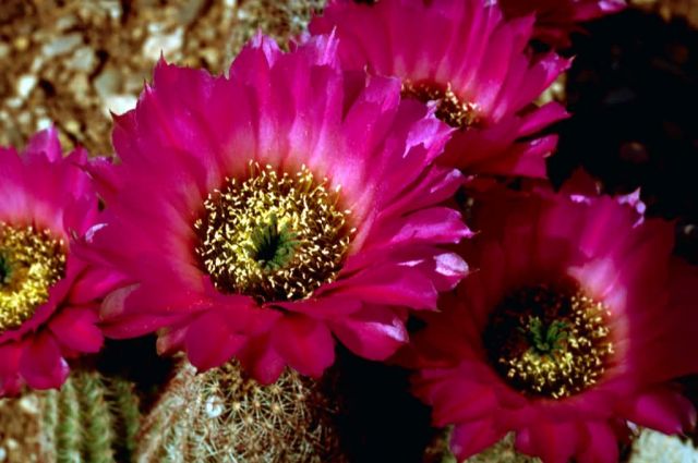 Rainbow Hedgehog Cactus Picture