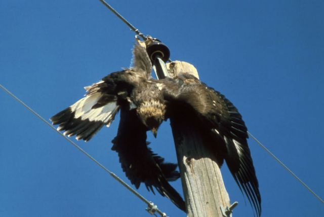 Electrocuted Golden Eagle Picture