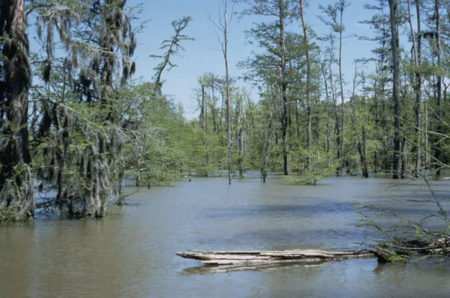 WO5207 Cypress Swamp, St. Catherine Creek National Wildlife Refuge Picture