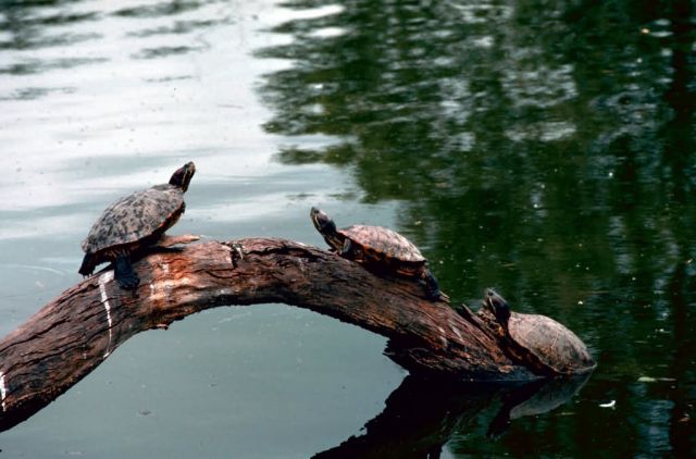 Red-eared Sliders Picture