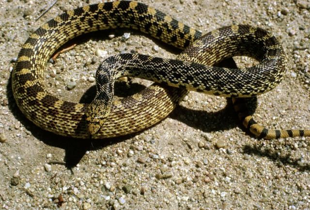 Bullsnake Picture