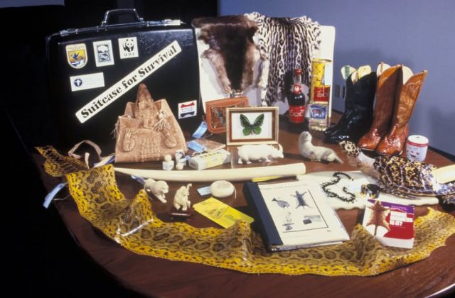 Suitcase for Survival Teaching Kit Picture