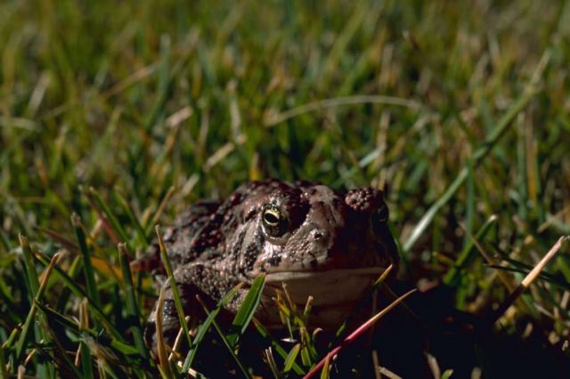 Woodhouse Toad Picture
