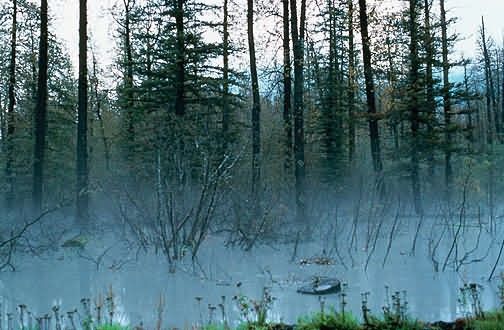 WO6140 Swamp, Valdez Alaska Picture