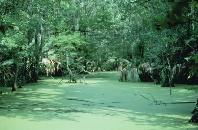 WO6173 Pearl River, Mississippi Picture