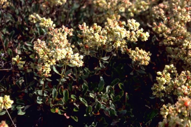 Buckwheat Picture