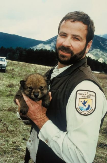 Wolf Pup Relocation Picture