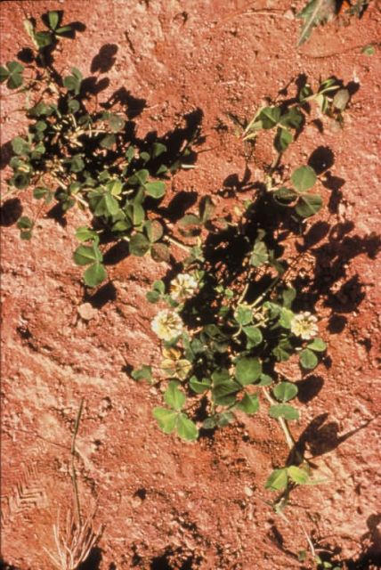 Running Buffalo Clover Picture