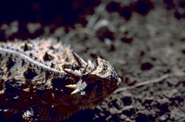 Texas Horned Lizard Picture
