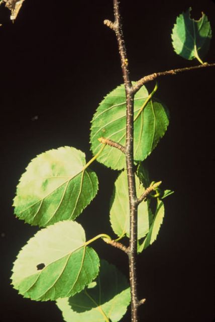 Virginia Round-leaf Birch Picture
