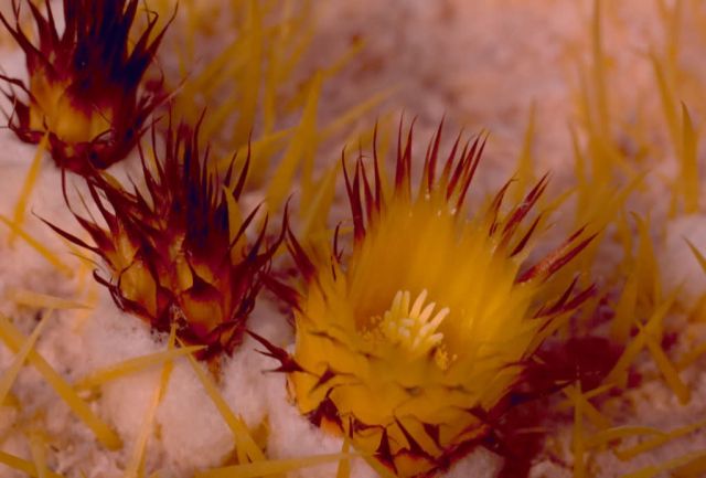 Golden Barrel Cactus Picture