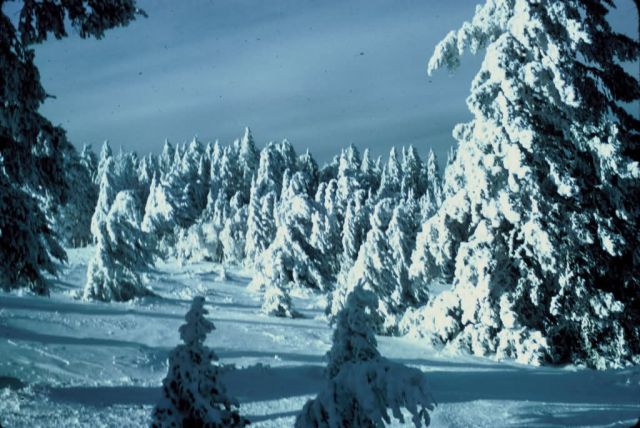 Winter Scene Picture