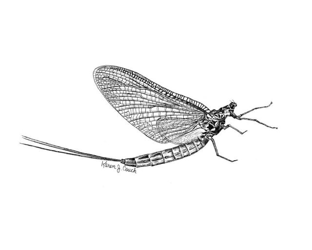 Mayfly Picture