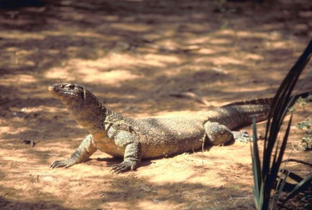 Nile Monitor Picture