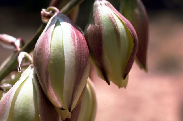 Narrow-leafed Yucca Picture