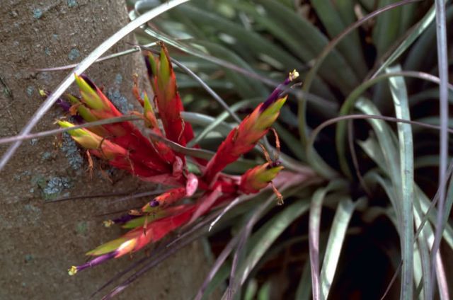 Air Plant Picture