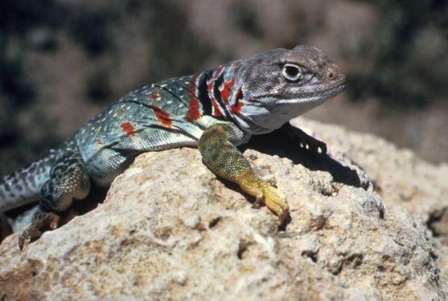 Collard Lizard Picture