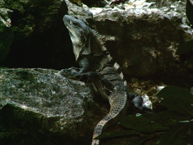 WOE117 Spinytail Iguana Picture