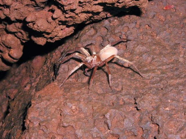 WOE204 Kauai Cave Wolf Spider Picture