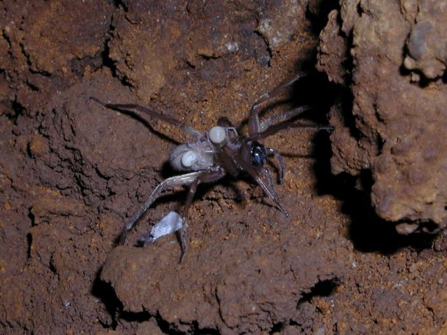 WOE203 Kauai Cave Wolf Spider, newly hatched spiderlings Picture