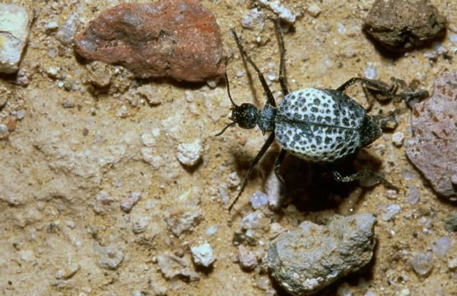 Beetle Picture