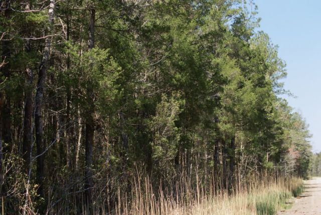 WO8495 White Cedar Picture