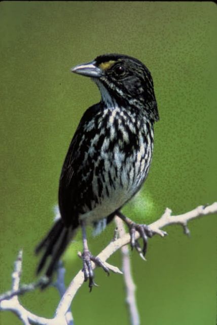 Dusky Seaside Sparrow Picture