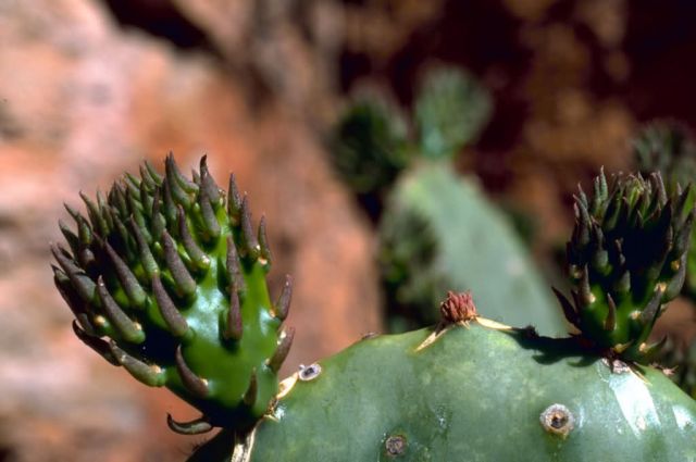Prickly Pear Cactus Picture