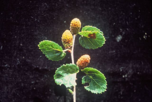 Virginia Roundleaf Birch Picture