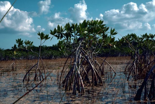 Red Mangroves Picture