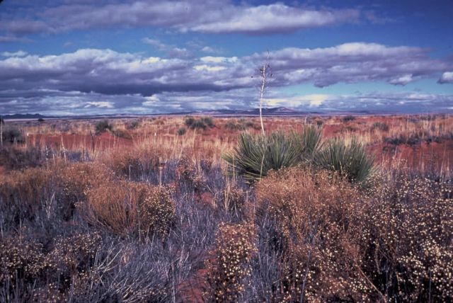 Desert Beauty Picture
