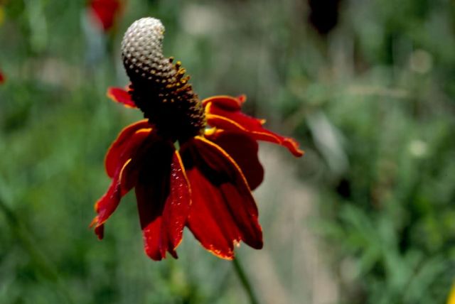 Coneflower Picture
