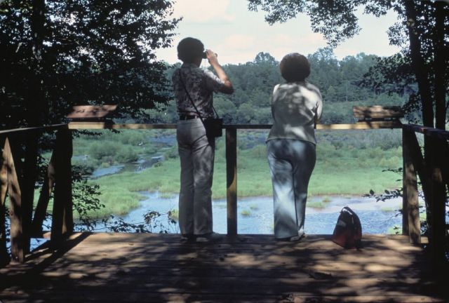 Watching Wildlife Picture