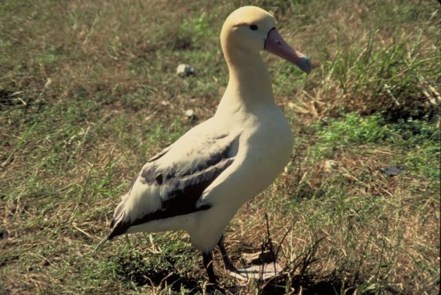 Short-tailed albatross Picture