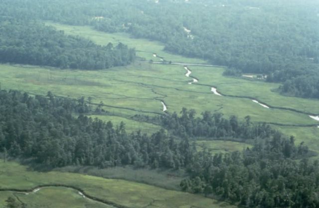 WO8726 Cape May NWR Picture