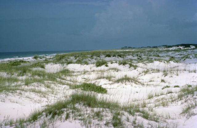 WO5620 Alabama Beach Mouse Habitat Picture