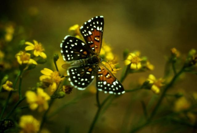 Lange's Metalmark Butterfly Picture