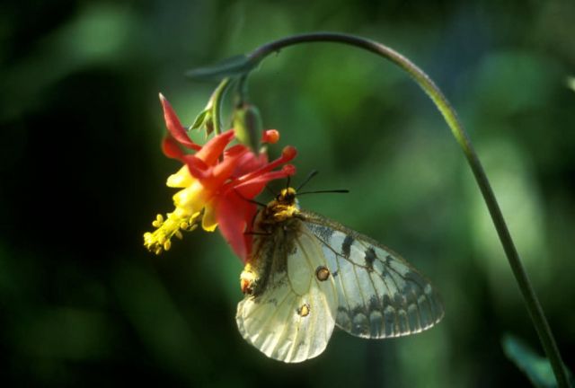Columbine and Parnassian Butterfly Picture