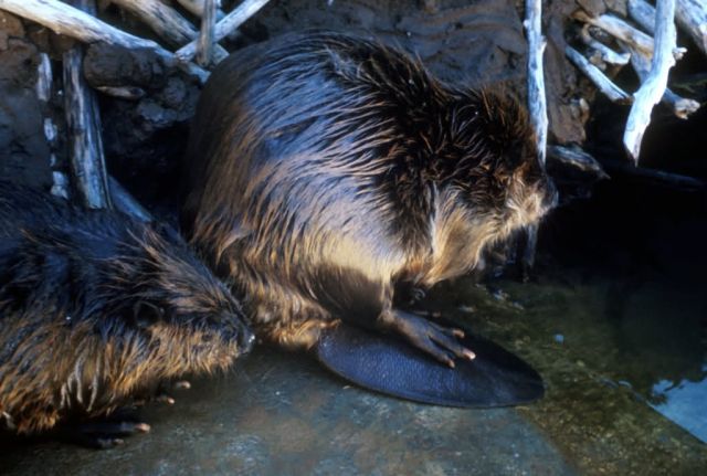 Beaver Picture